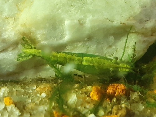 Tép Neocaridina màu xanh lục tự nhiên bò trên đá trong bể