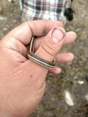 Tropidoclonion lineatum