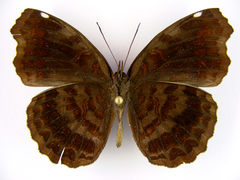 Ariadne enotrea suffusa