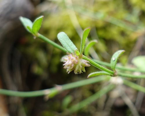 Image of Opercularia varia by (c) yatesy, some rights reserved (CC BY)