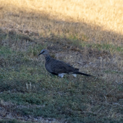 Streptopelia chinensis