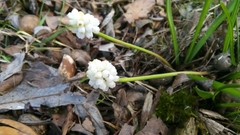 Muscari botryoides