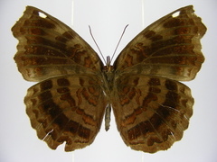 Ariadne enotrea suffusa