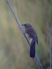 Turdoides hartlaubii