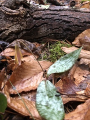 Erythronium americanum