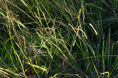Paspalum dilatatum