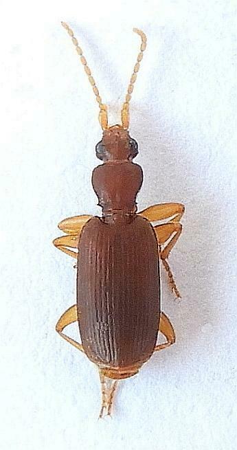 Pseudaptinus cubanus