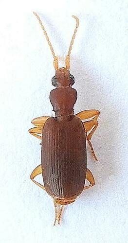 Pseudaptinus cubanus