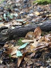 Erythronium americanum