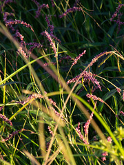 Persicaria decipiens