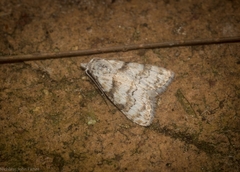 Nola euraphes