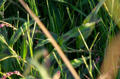 Persicaria decipiens