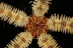 Ophiothrix fragilis image