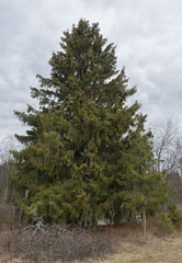 Picea × fennica