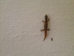 Sphaerodactylus grandisquamis