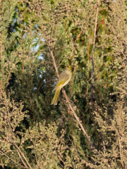 Ptilotula penicillata