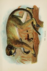 Angolan Talapoin photo 2