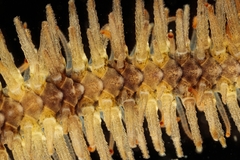 Ophiothrix fragilis image