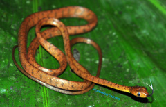 Western Tree Snake photo 3