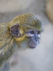 Angolan Talapoin photo 1