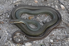Masticophis schotti ruthveni