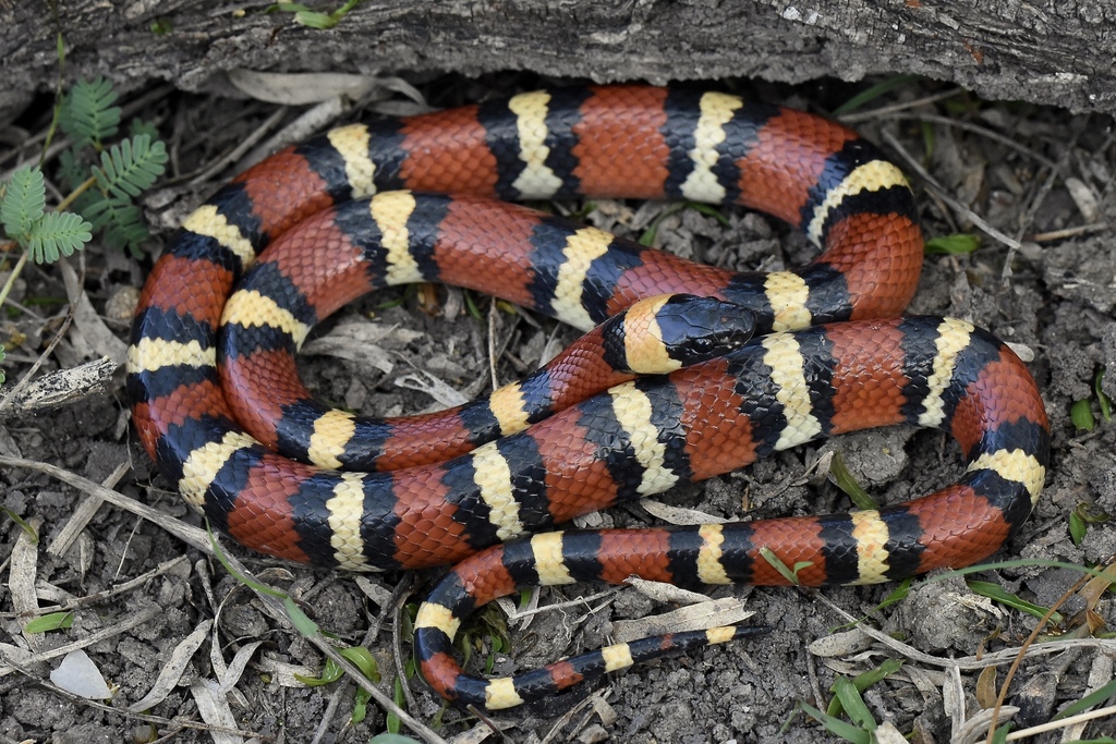 Mexican Milksnake