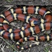 Tamaulipan Milksnake - Photo (c) johnwilliams, some rights reserved (CC BY-NC), uploaded by johnwilliams