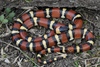 Tamaulipan Milksnake - Photo (c) johnwilliams, some rights reserved (CC BY-NC), uploaded by johnwilliams