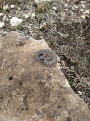 Sistrurus tergeminus