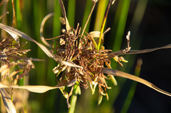 Cyperus eragrostis