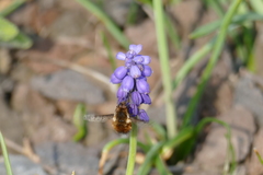 Bombylius discolor