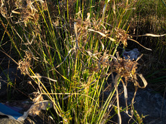 Cyperus eragrostis