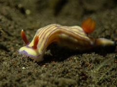 Hypselodoris maridadilus