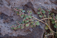Euphorbia dallachyana