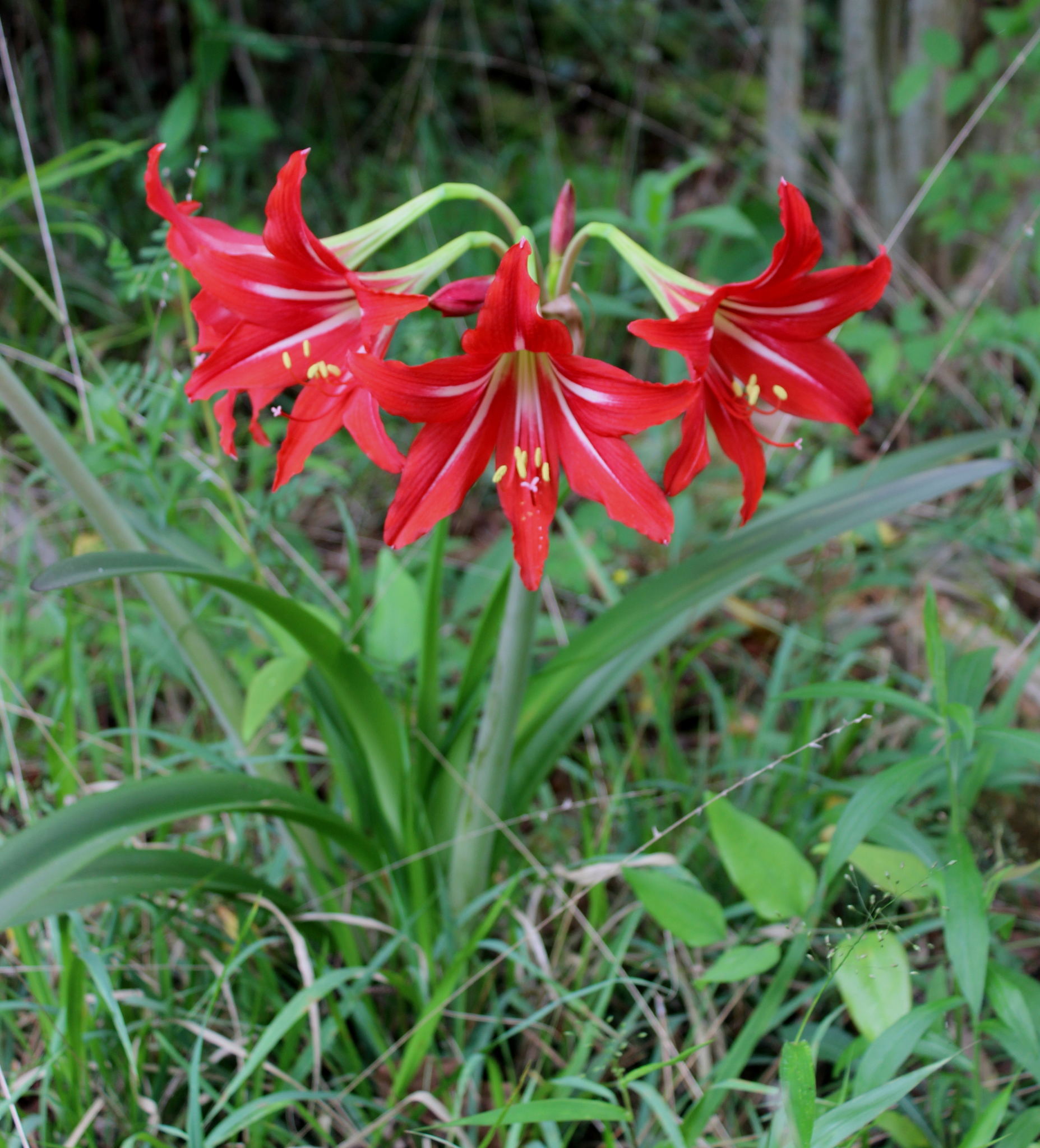 Lirios Suramericanos (género Hippeastrum) · NaturaLista Colombia