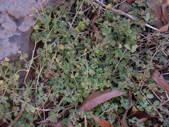 Euphorbia dallachyana