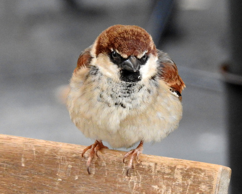 Italian Sparrow, photo 7 of 9