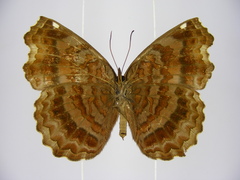 Ariadne enotrea suffusa