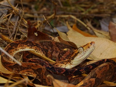 Corallus ruschenbergerii