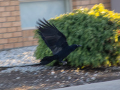 Corvus mellori