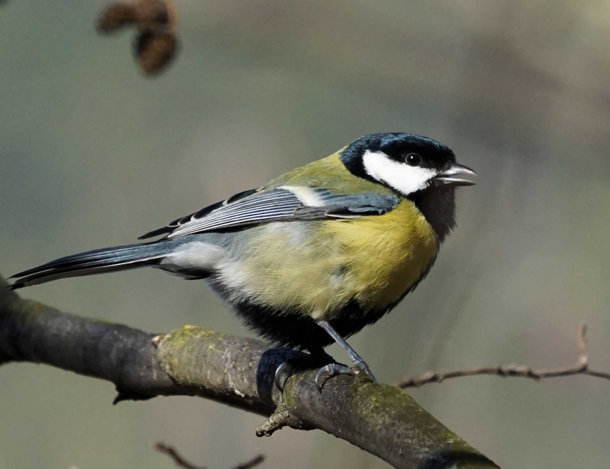 Great Tit, Parus Major. is a Passerine Bird in the Tit Family Paridae.  Stock Image - Image of beak, color: 166702711