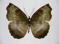 Ariadne enotrea suffusa