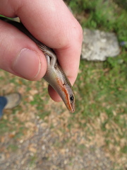 Plestiodon tetragrammus