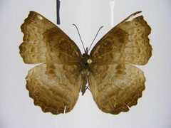 Ariadne enotrea suffusa