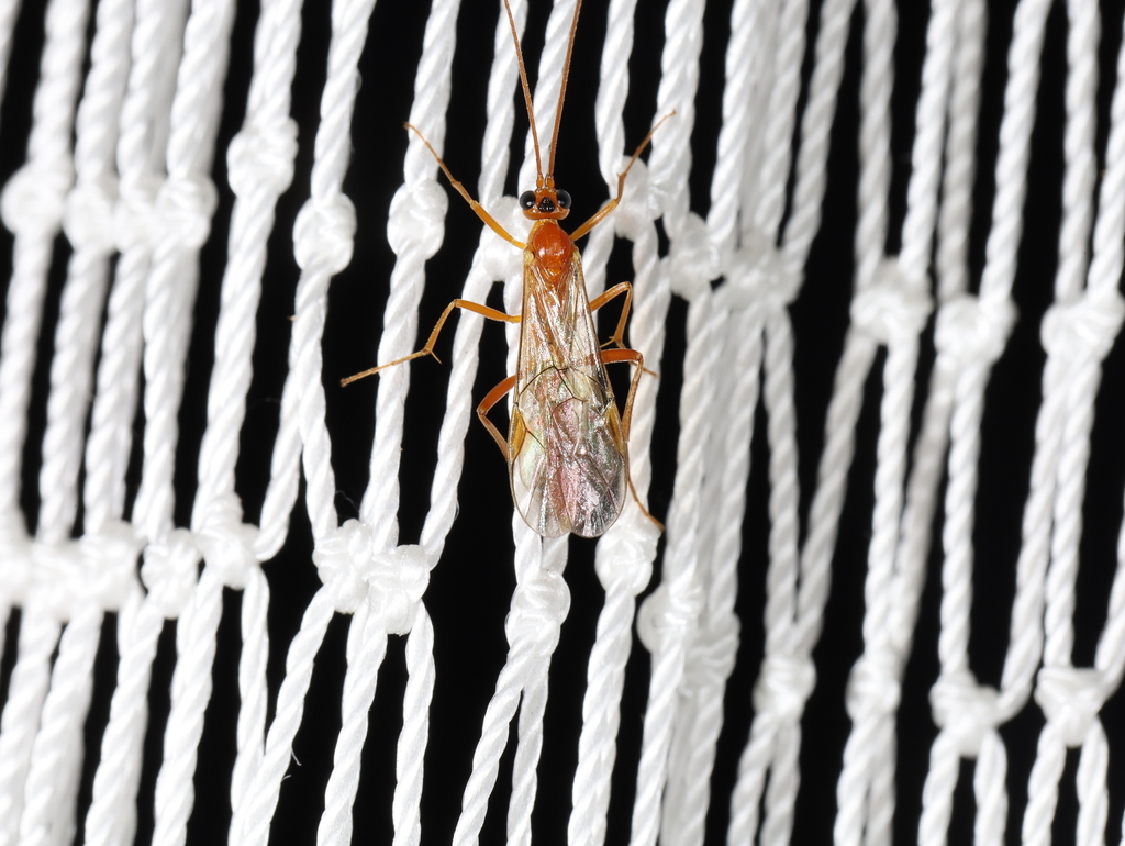 Perilissus pallidus