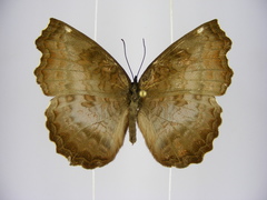 Ariadne enotrea suffusa