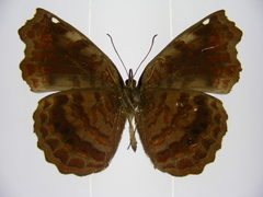 Ariadne enotrea suffusa