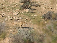 Canis aureus syriacus