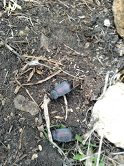Eleodes suturalis
