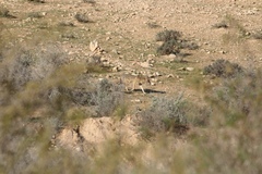 Canis aureus syriacus